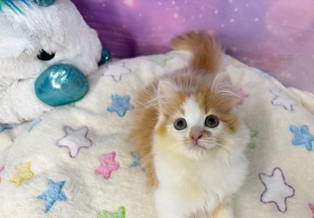 スコティッシュフォールドの写真5