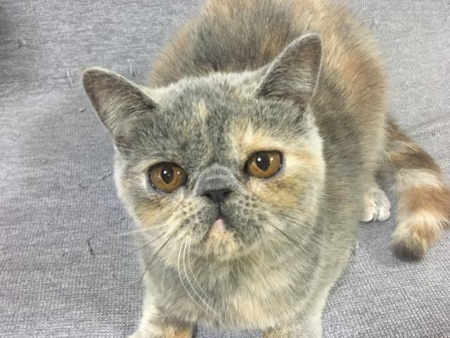 エキゾチックショートヘアーの写真3