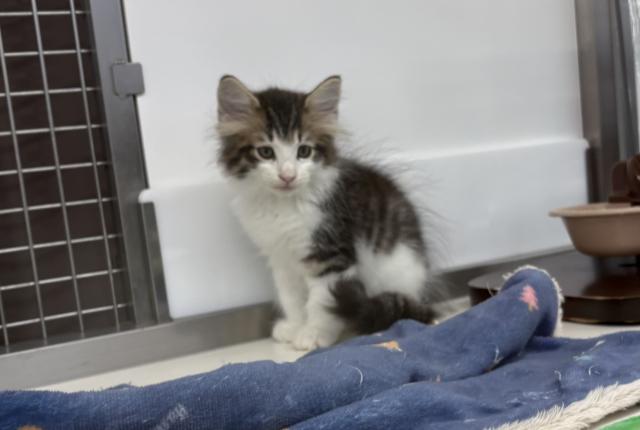 ノルウェージャンフォレストキャットの写真2