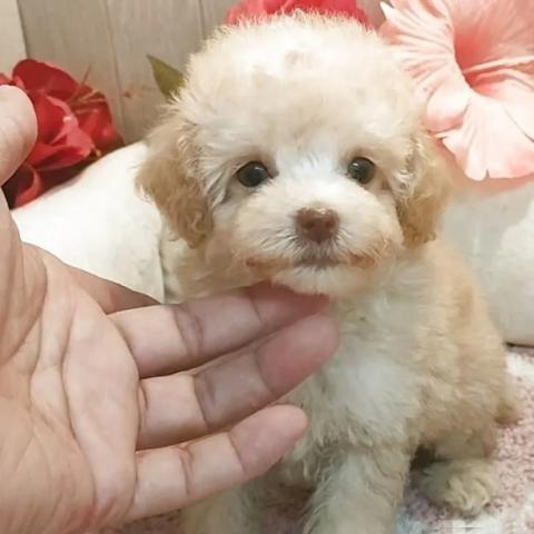 ティーカッププードル