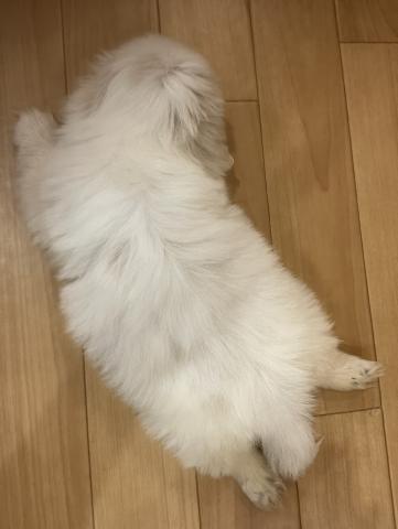 ペキニーズの写真4