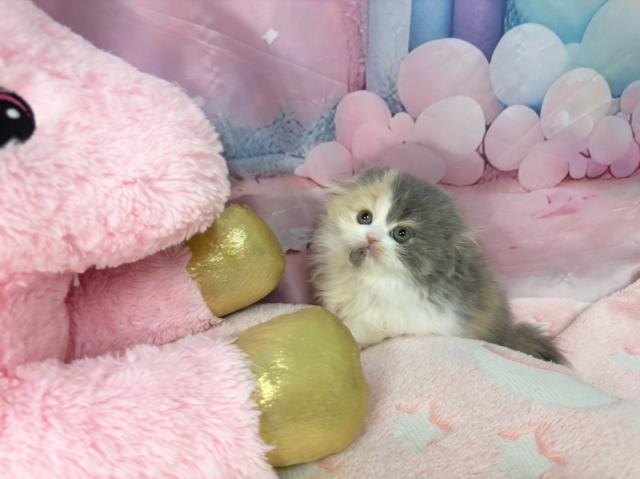 スコティッシュフォールドの写真3