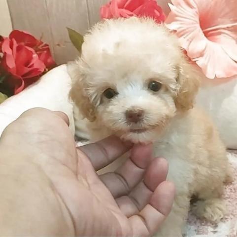ティーカッププードルの写真3