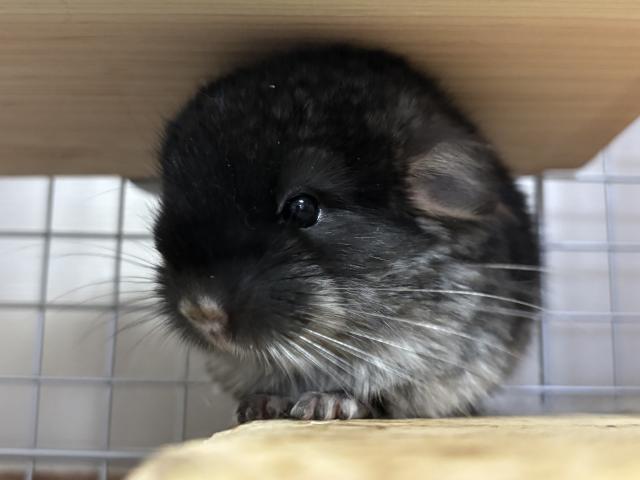 チンチラ