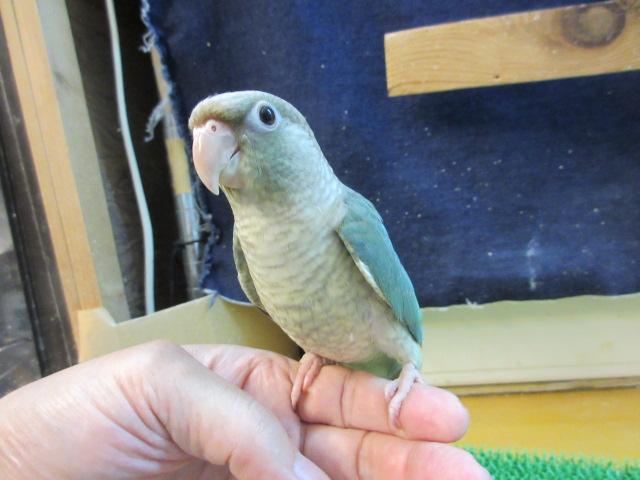 ホオミドリウロコインコ の写真2