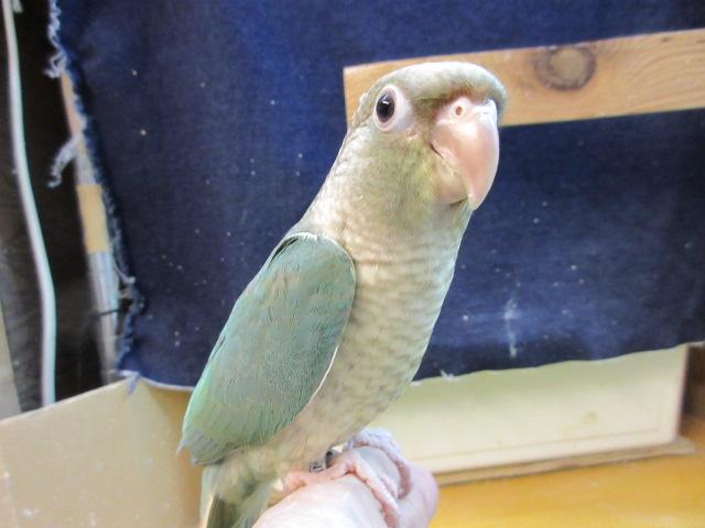 ホオミドリウロコインコ の写真3