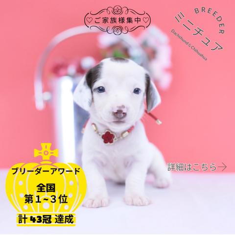 ミニチュアダックスフンド　スムース
