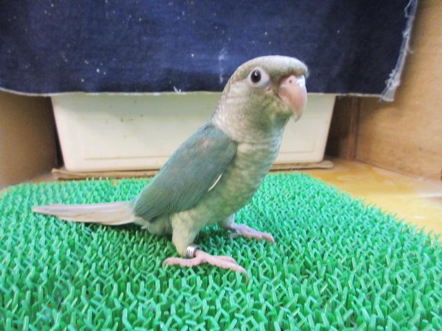 ホオミドリウロコインコ