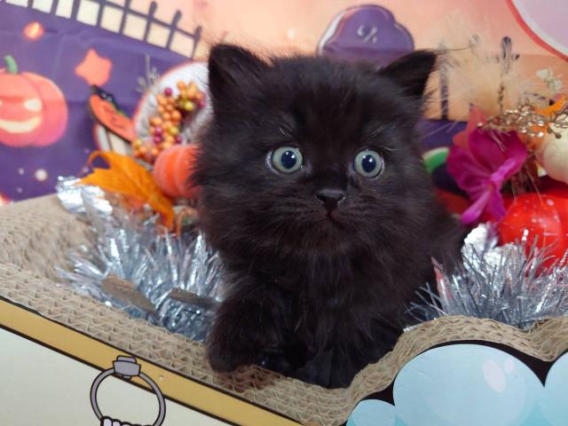 サイベリアン🍰オペラちゃん♡くりくりおめめの男の子