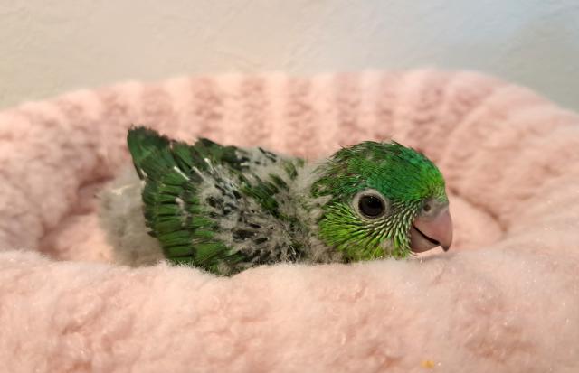 サザナミインコの写真2
