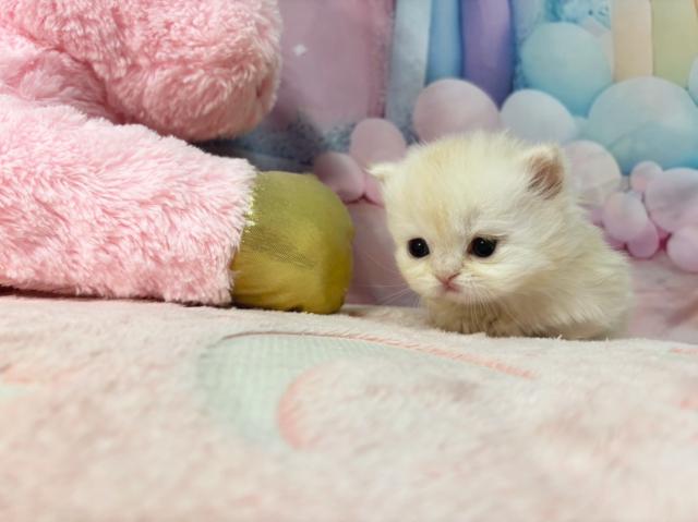 マンチカンの写真4