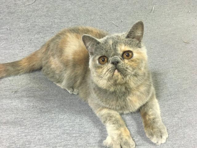 エキゾチックショートヘアー