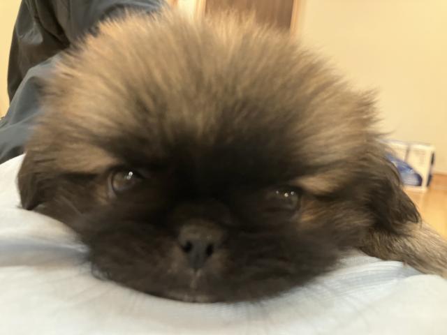 ペキニーズ