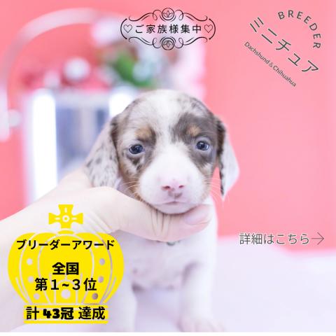 ミニチュアダックスフンド　スムース