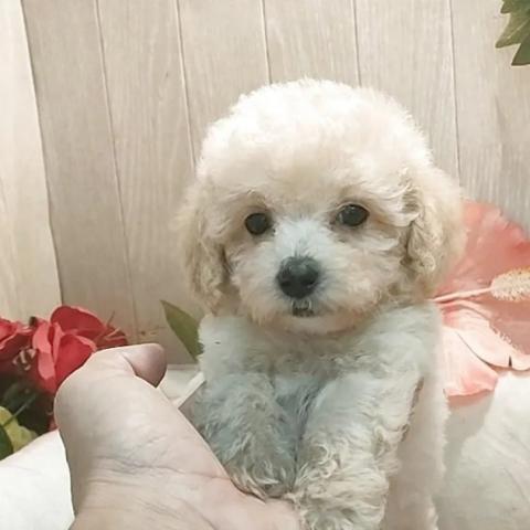 ティーカッププードルの写真6
