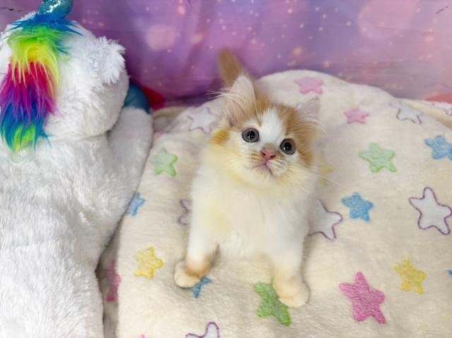スコティッシュフォールドの写真3