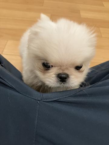 ペキニーズの写真2