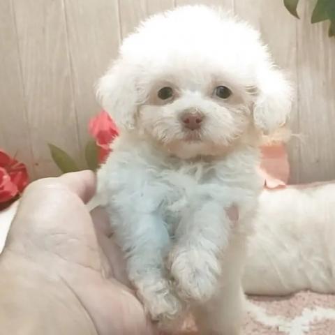 ティーカッププードルの写真5