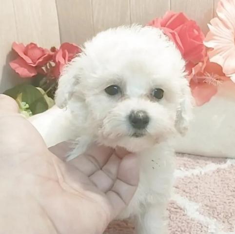 ティーカッププードルの写真2