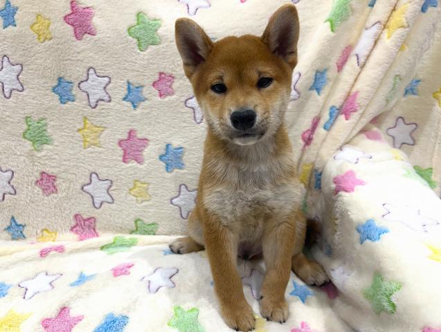 柴犬