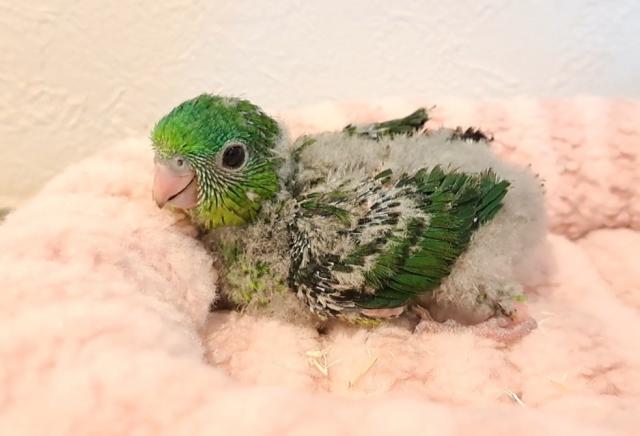 サザナミインコの写真3