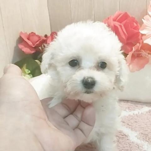 ティーカッププードルの写真5
