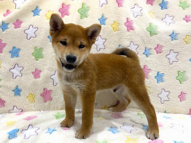 柴犬の写真4