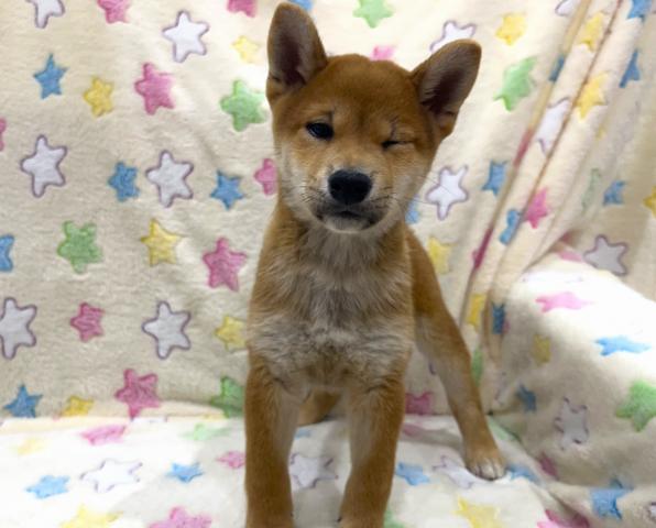 柴犬の写真3