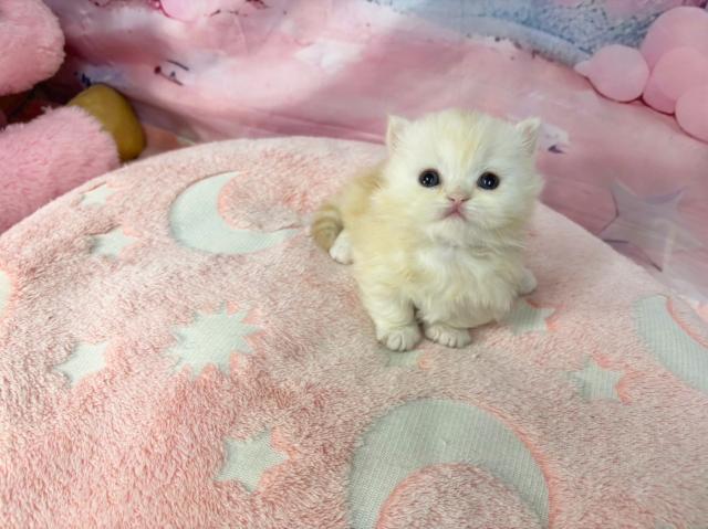 マンチカンの写真2