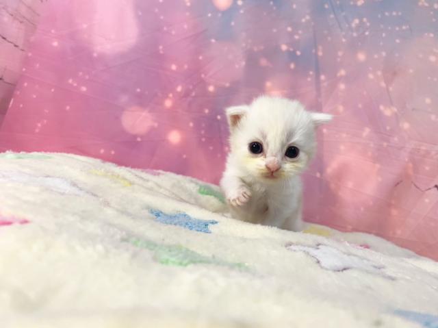 スコティッシュフォールドの写真3