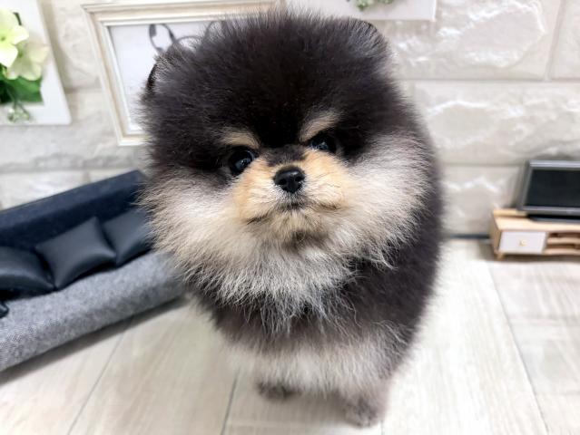ポメラニアンの写真2