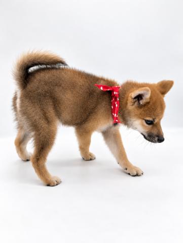 柴犬の写真6