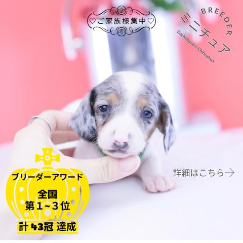 ミニチュアダックスフンド　スムース