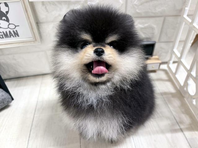 ポメラニアン