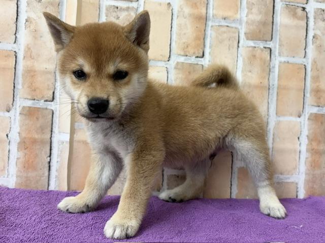 柴犬(豆柴)の写真2