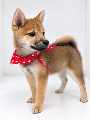 柴犬の写真3