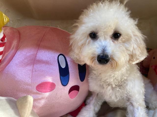 トイプードルの写真6