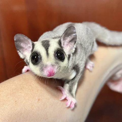 フクロモモンガ の写真2