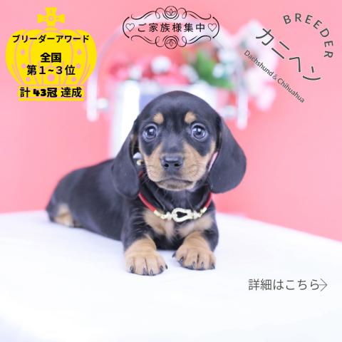 カニヘンダックスフンド スムース