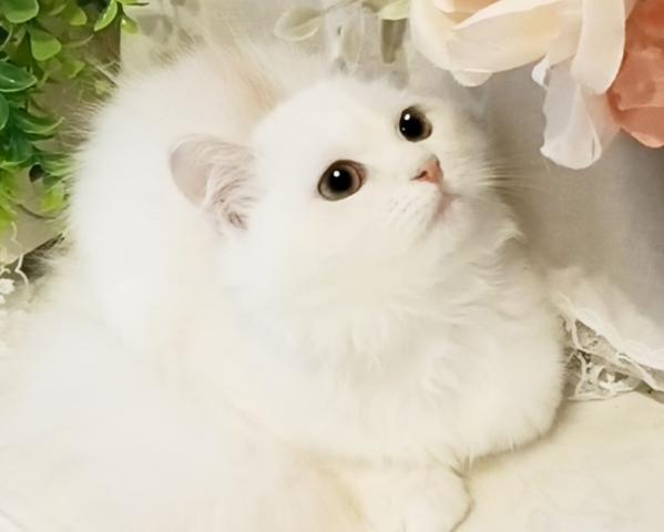 ミヌエット（旧ナポレオン）の写真4