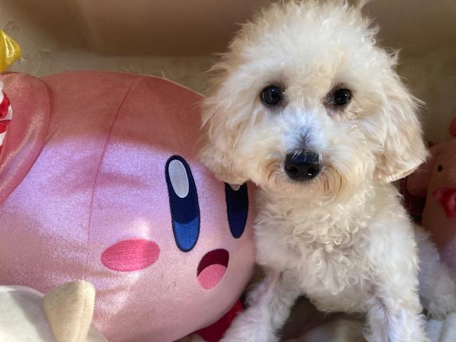 トイプードルの写真5