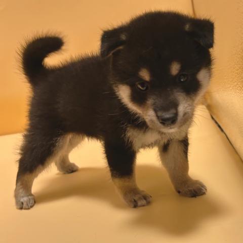 柴犬の写真6