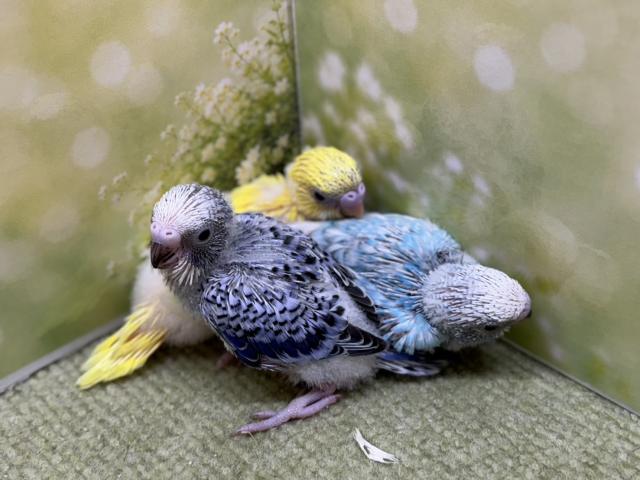 セキセイインコ