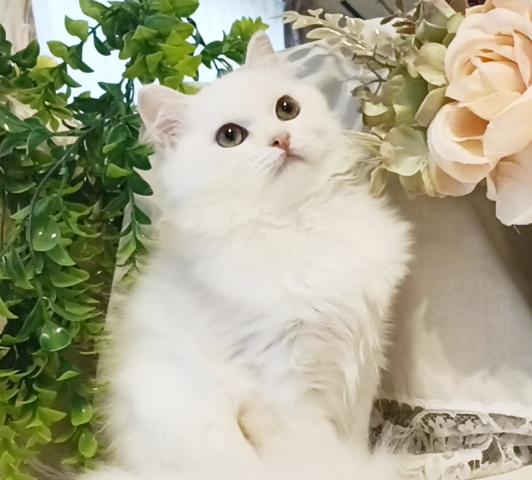 ミヌエット（旧ナポレオン）の写真2