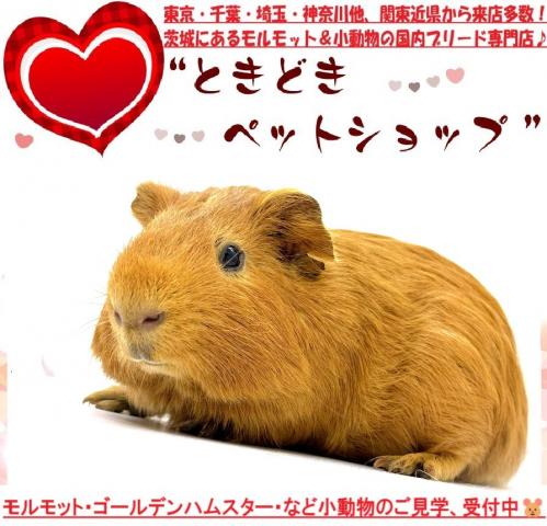 モルモット イングリッシュモルモットの写真2