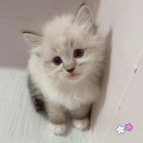 ラグドールの写真6