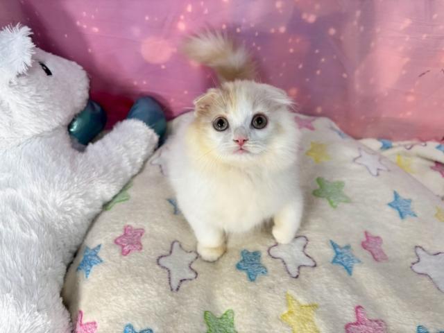 スコティッシュフォールドの写真4