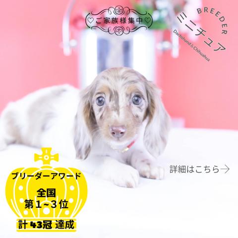 ミニチュアダックスフンド　ロング