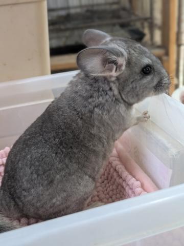 チンチラ サファイア
