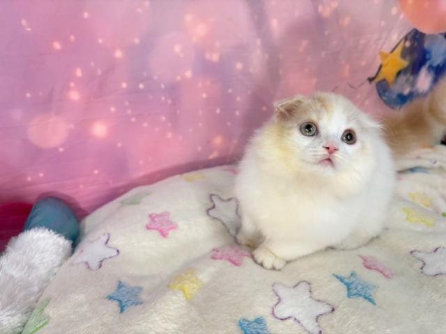 スコティッシュフォールドの写真2